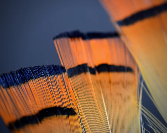 Golden orange and white pheasant feathers - 2 to 3 in