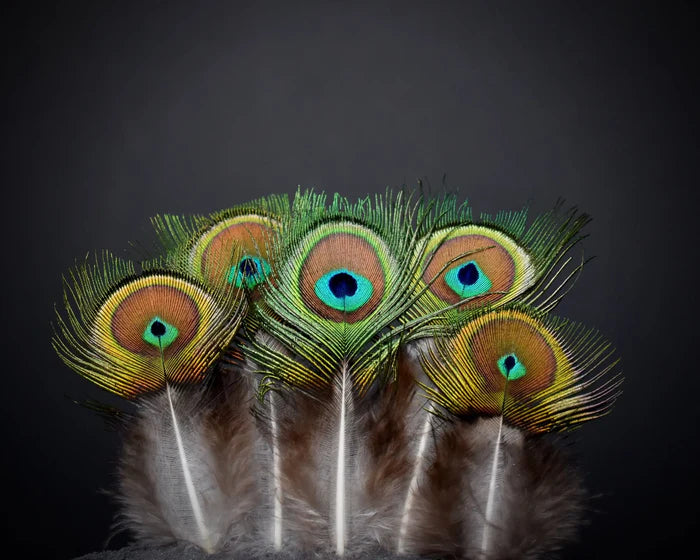 Green peacock feathers with small eye - 3.1 to 4.7 in