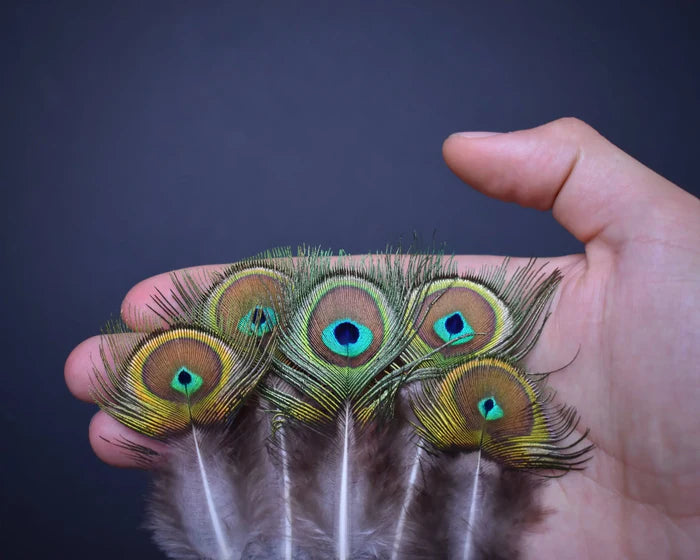 Green peacock feathers with small eye - 3.1 to 4.7 in