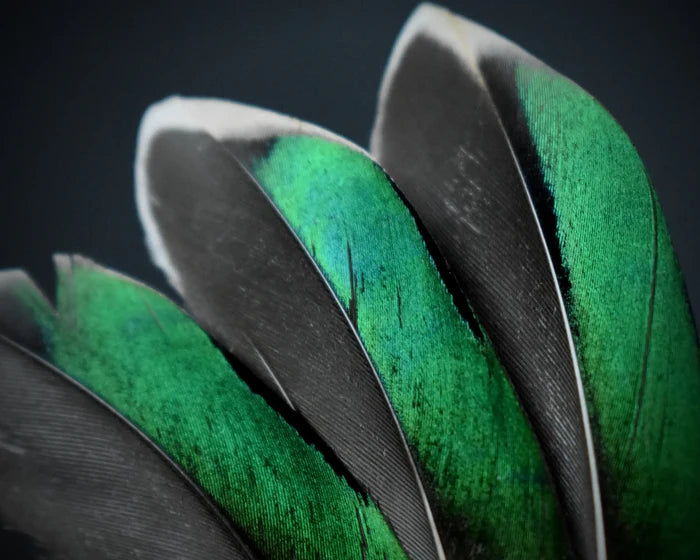 Green teal duck feathers