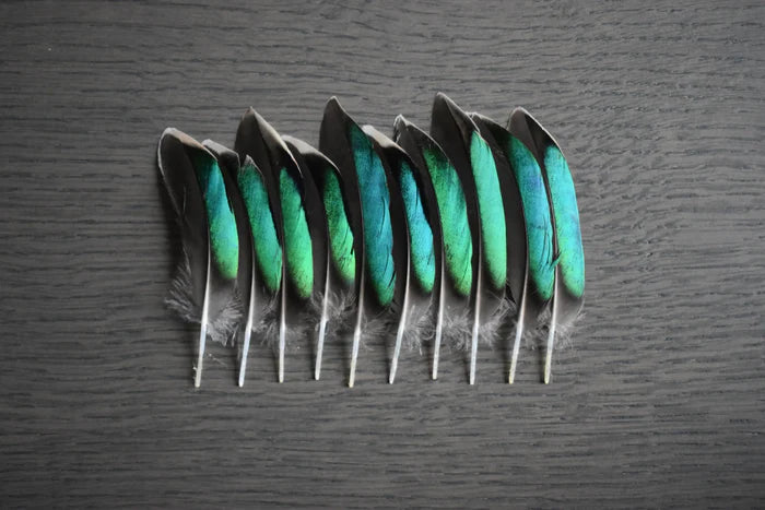Green teal duck feathers