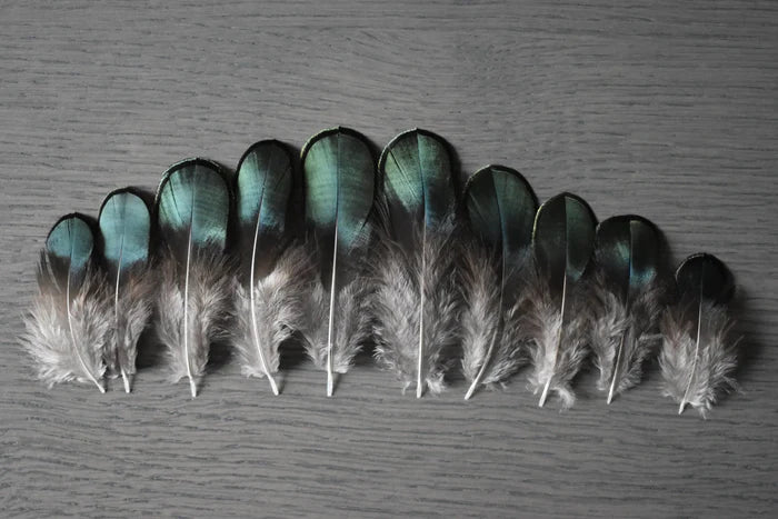 Lady Amherst pheasant feathers green - 2 to 3.1 in