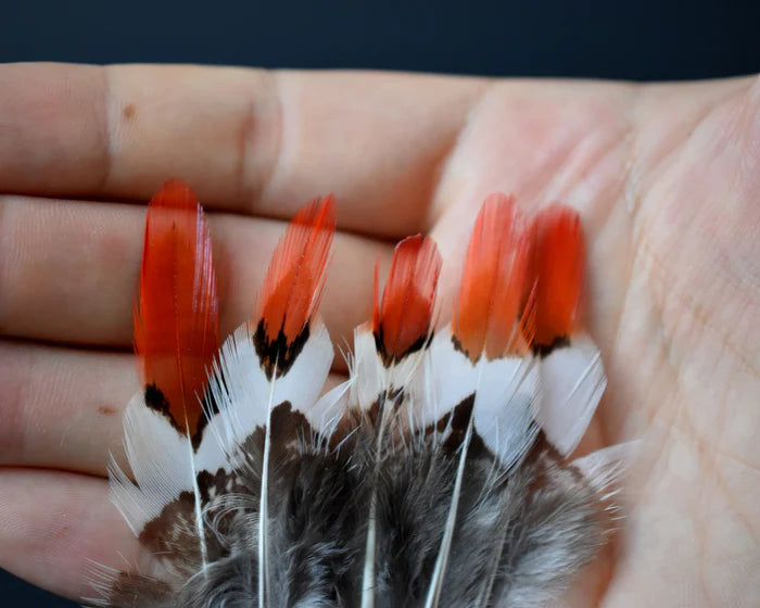 Lady Amherst pheasant feathers white orange