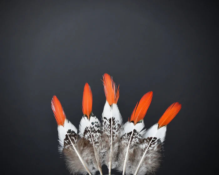 Lady Amherst pheasant feathers white orange