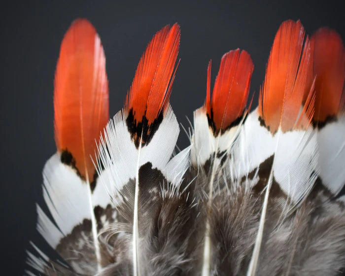 Lady Amherst pheasant feathers white orange