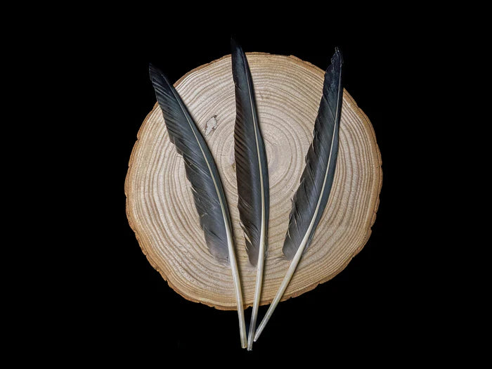 Large gray goose feathers