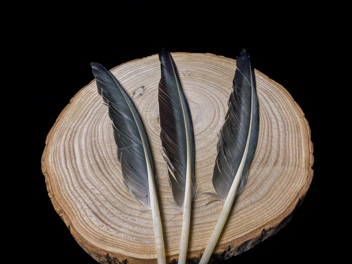 Large gray goose feathers