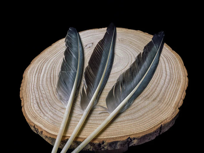 Large gray goose feathers