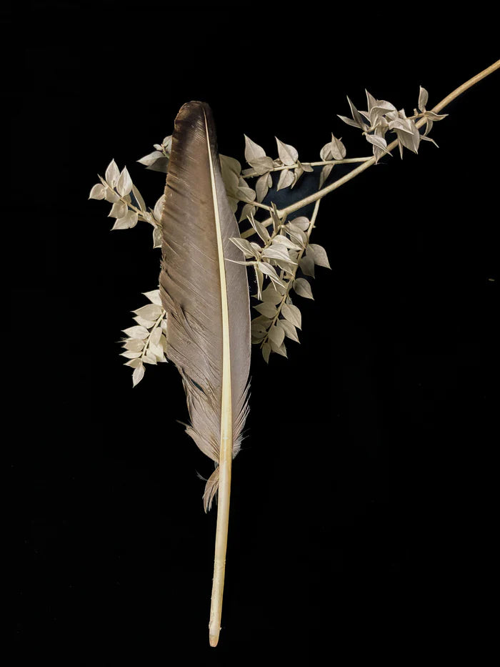 Large gray goose feathers