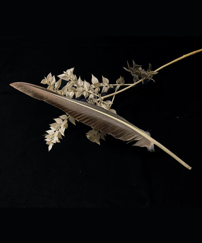 Large gray goose feathers