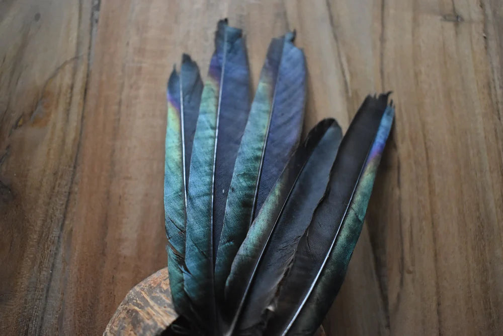 Magpie Tail Feathers, MAG-T-700 Smudging, Millinery, Boho Magpie Tail Feathers, MAG-T-700 Smudging, Millinery, Boho