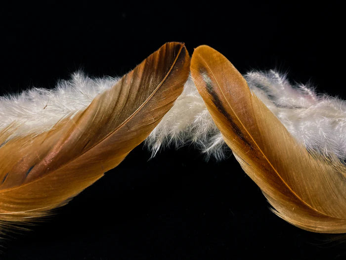 Large rooster feathers 8 in