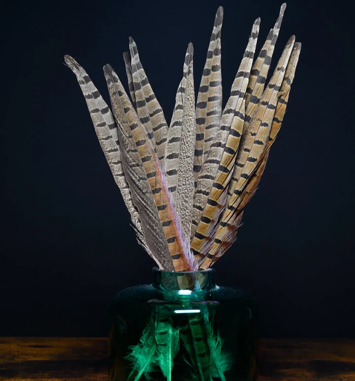 Male common pheasant feathers - 8 to 10 in