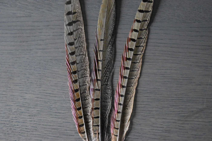 Male common pheasant feathers - 8 to 10 in