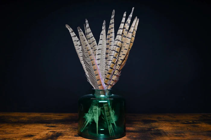 Male common pheasant feathers - 8 to 10 in