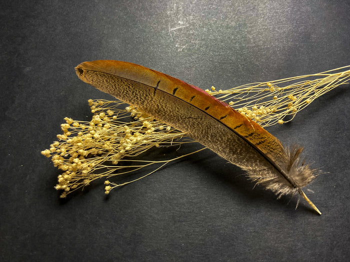 Male common pheasant feathers - 7 to 8 in