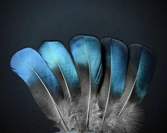 Lady Amherst pheasant feathers blue and green - 4 to 6 in