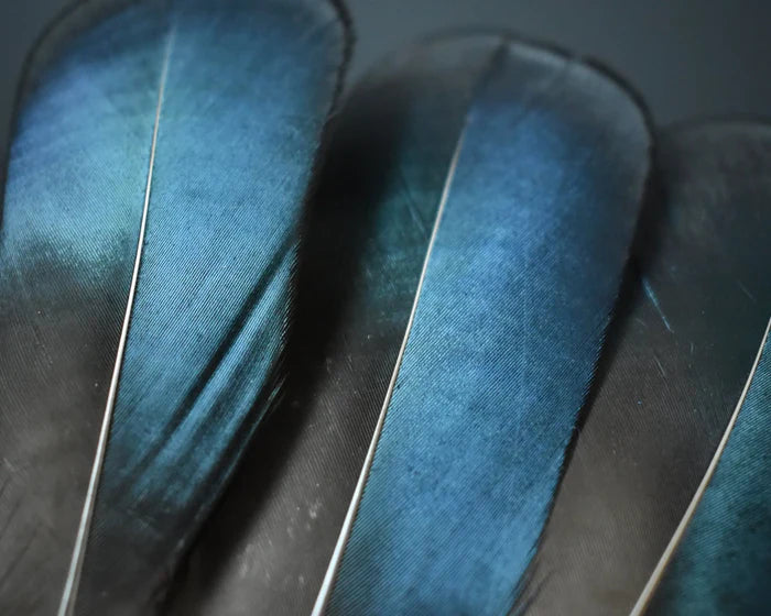 Lady Amherst pheasant feathers blue and green - 4 to 6 in