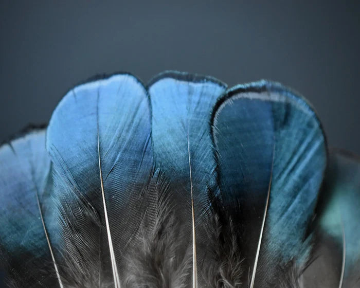 Lady Amherst pheasant feathers blue and green - 4 to 6 in