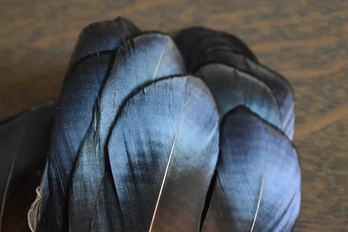 Lady Amherst pheasant feathers blue and green - 4 to 6 in
