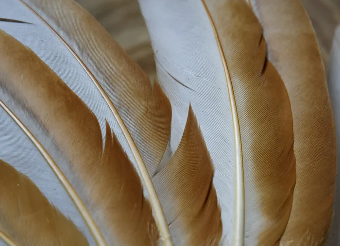 Medium white and orange hen feathers
