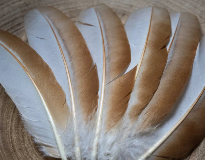 Medium white and orange hen feathers