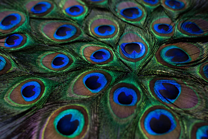 Peacock eye feathers