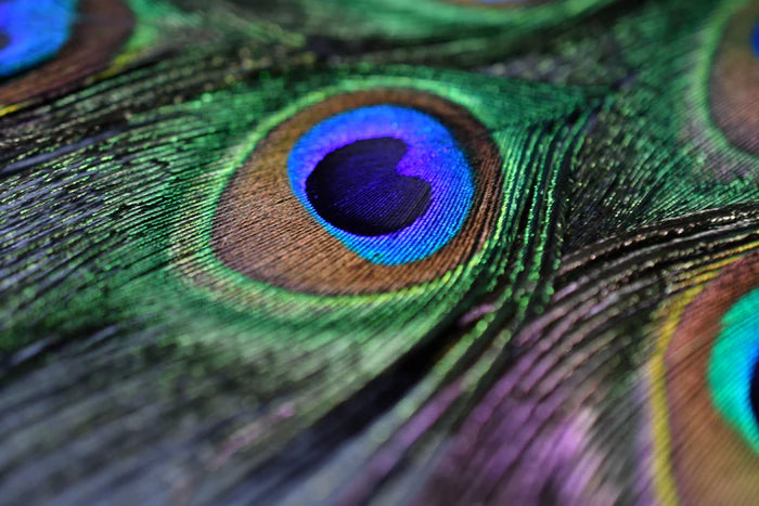 Peacock eye feathers