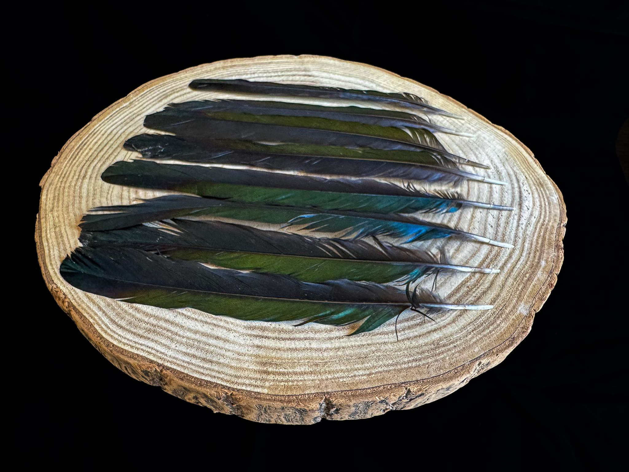 Large Magpie Tail Feather with Blue-Green Sheen 7 to 10 in