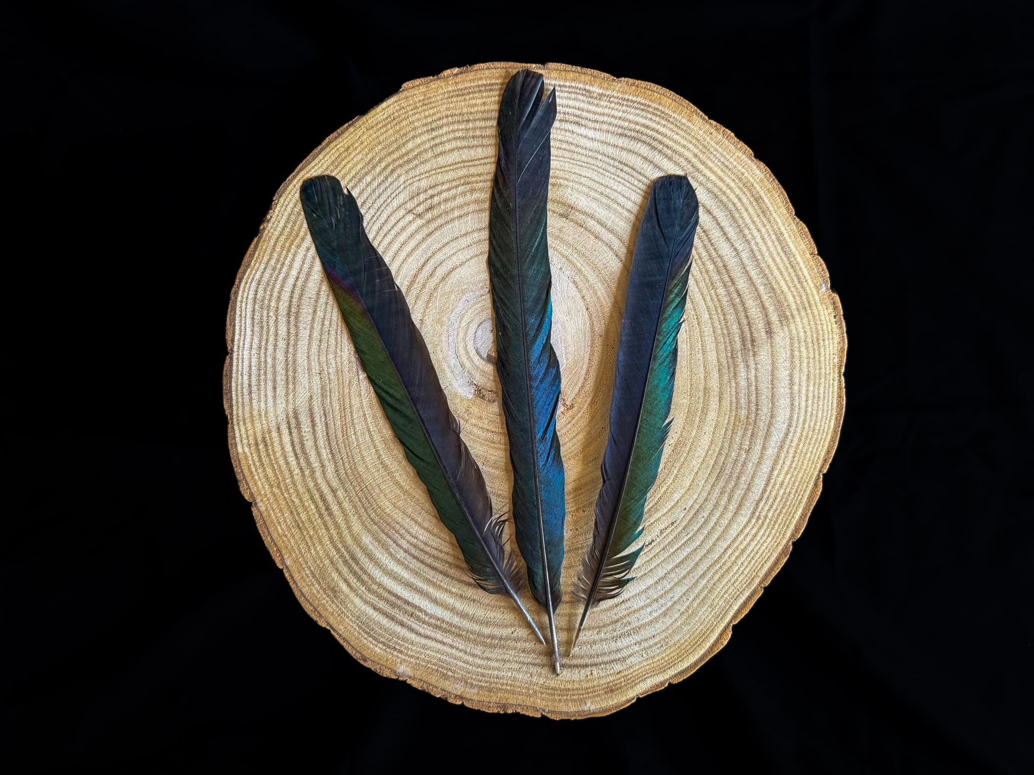 Large Magpie Tail Feather with Blue-Green Sheen 7 to 10 in