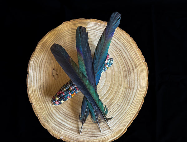 Large Magpie Tail Feather with Blue-Green Sheen 7 to 10 in (Single)