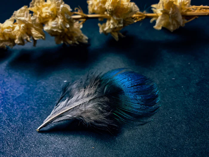 Small blue peacock feathers