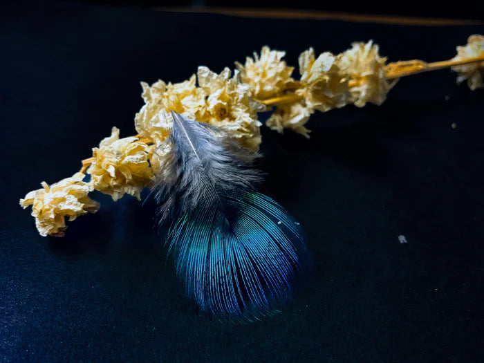 Small blue peacock feathers