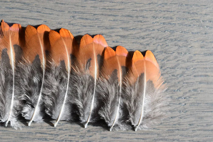 Small orange and gray pheasant feathers