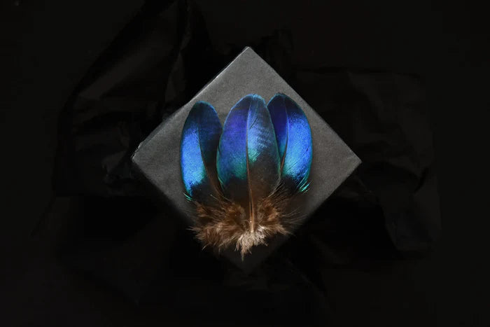 Small Rare Blue Peacock Feathers - 2 to 3.2 in - Authentic Feathers