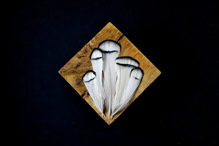 White and black Lady Amherst pheasant feathers