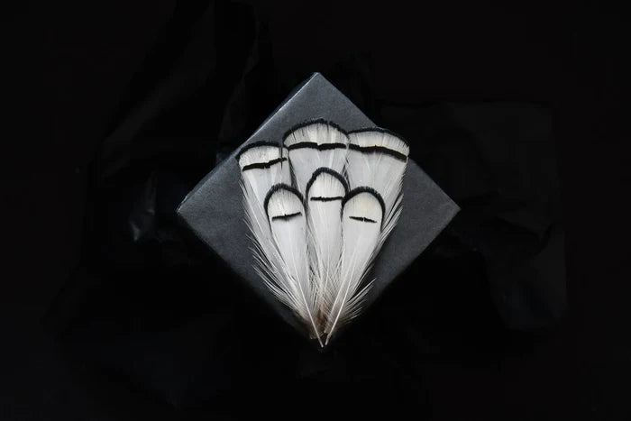 White and black Lady Amherst pheasant feathers