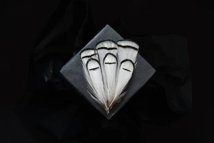 White and black Lady Amherst pheasant feathers