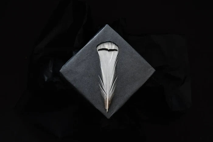 White and black Lady Amherst pheasant feathers