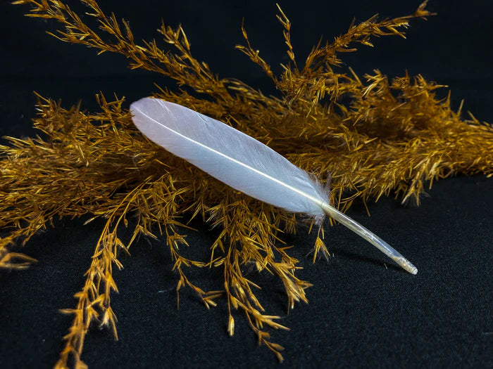 White goose feathers