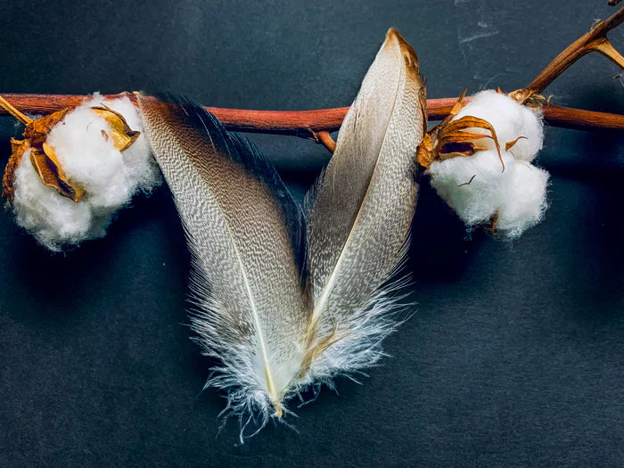 White, gray, and brown duck feathers