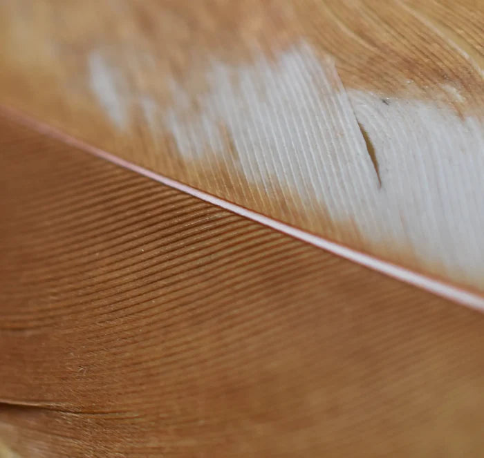 White and orange hen feathers